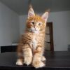 Maine Coon Kitten (Male) For Sale