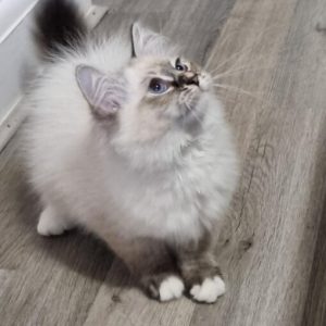 Pure Siberian boy available