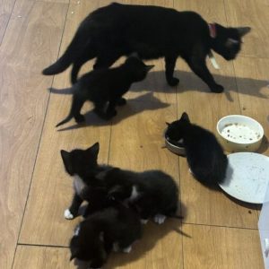 Impala – Male Maine Coon kitten