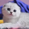 Beautiful Scottish Fold Kitten