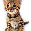 Pedigree Bengal