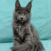 923 Yara (R) Maine Coon female kitten