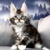 Raoul – Male Maine Coon kitten