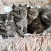 Maine Coon kittens