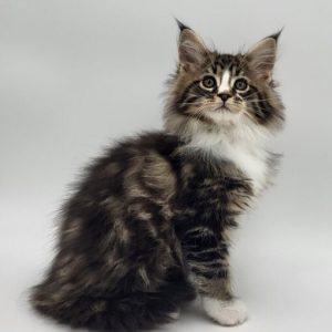 Robby Maine Coon